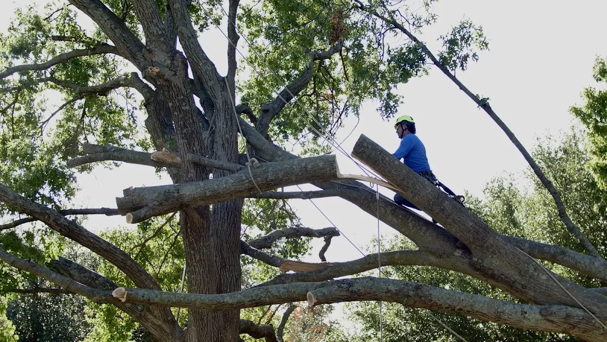 Professional Crown Thinning performed by certified arborists in Biddeford
