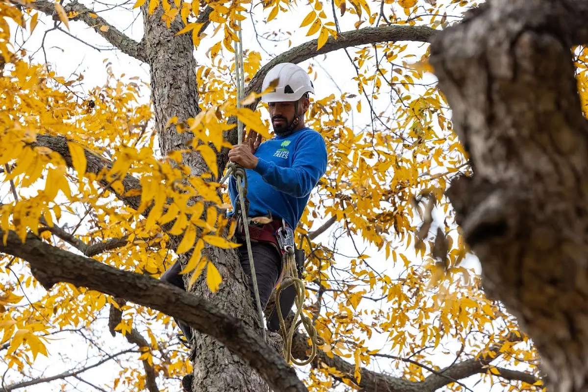 Skilled Tree Planing crew working in Biddeford