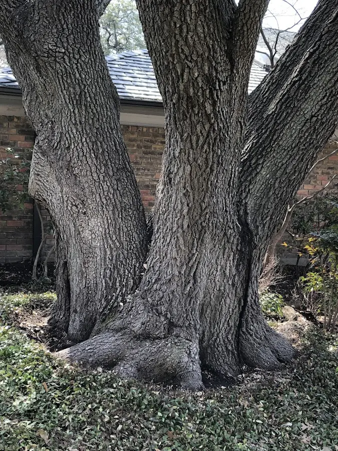 Mature heritage tree close to a Biddeford property cared for by certified arborists